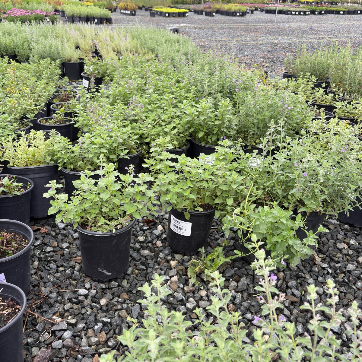 Blue Wonder Catmint