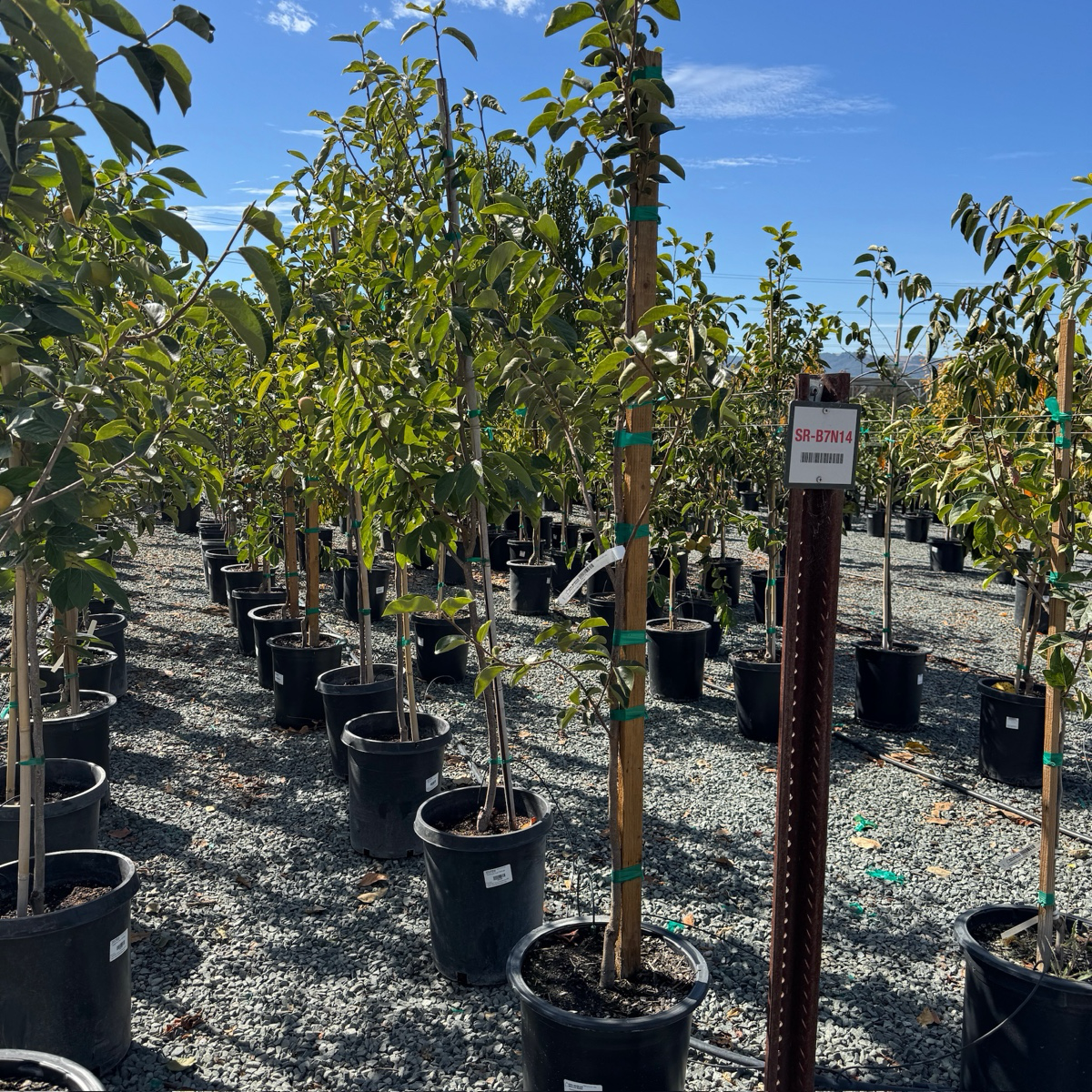 Fuyu Persimmon Tree