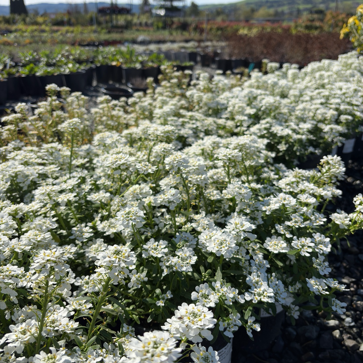 Purity Evergreen Candytuft