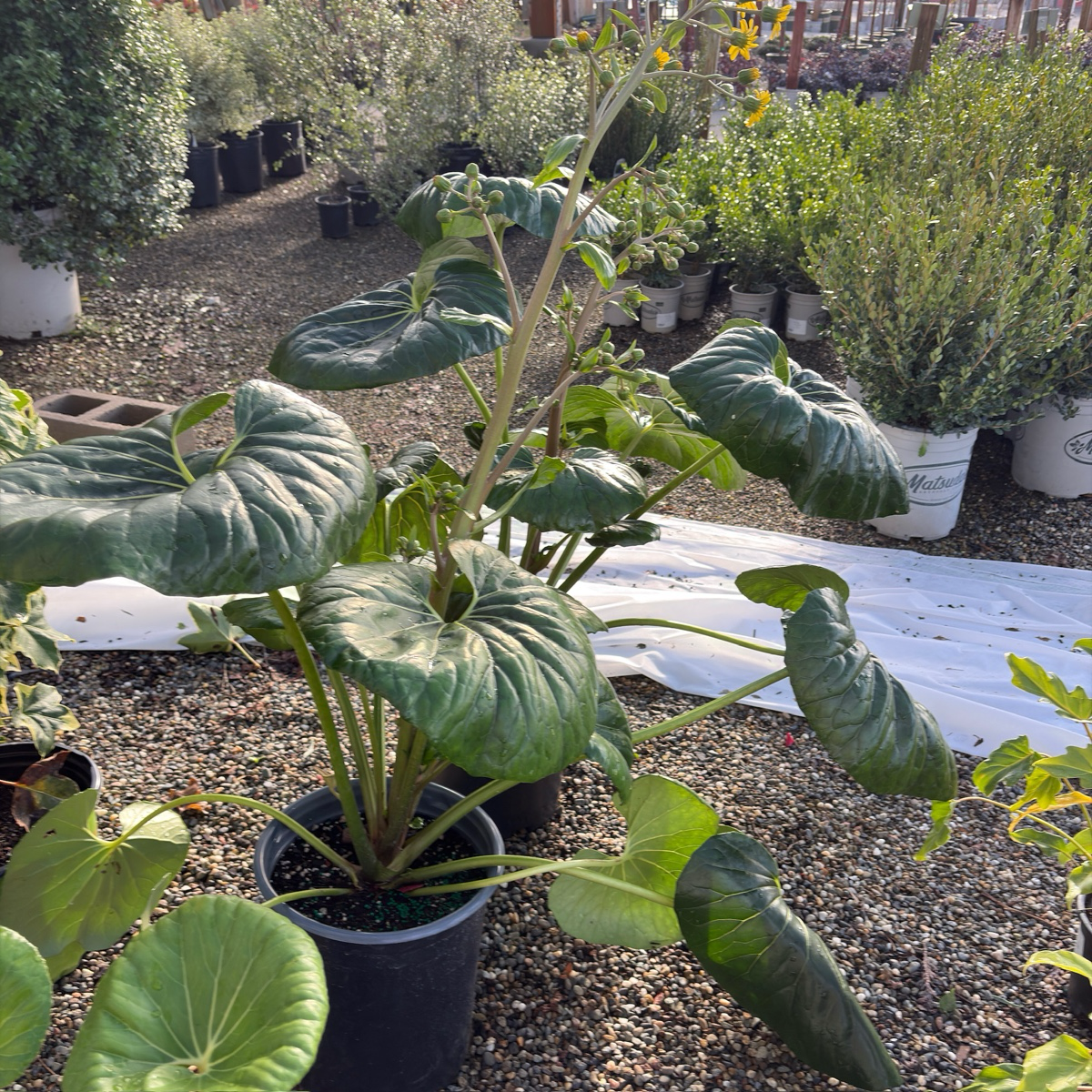 Giant Leopard Plant 'Gigantea' – Bold Shade Foliage for Modern Gardens –  Victory Nursery