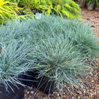 Elijah Blue Common Blue Fescue