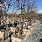 Krauter Vesuvius Flowering Plum
