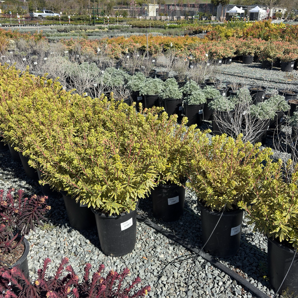 Ascot Rainbow Spurge