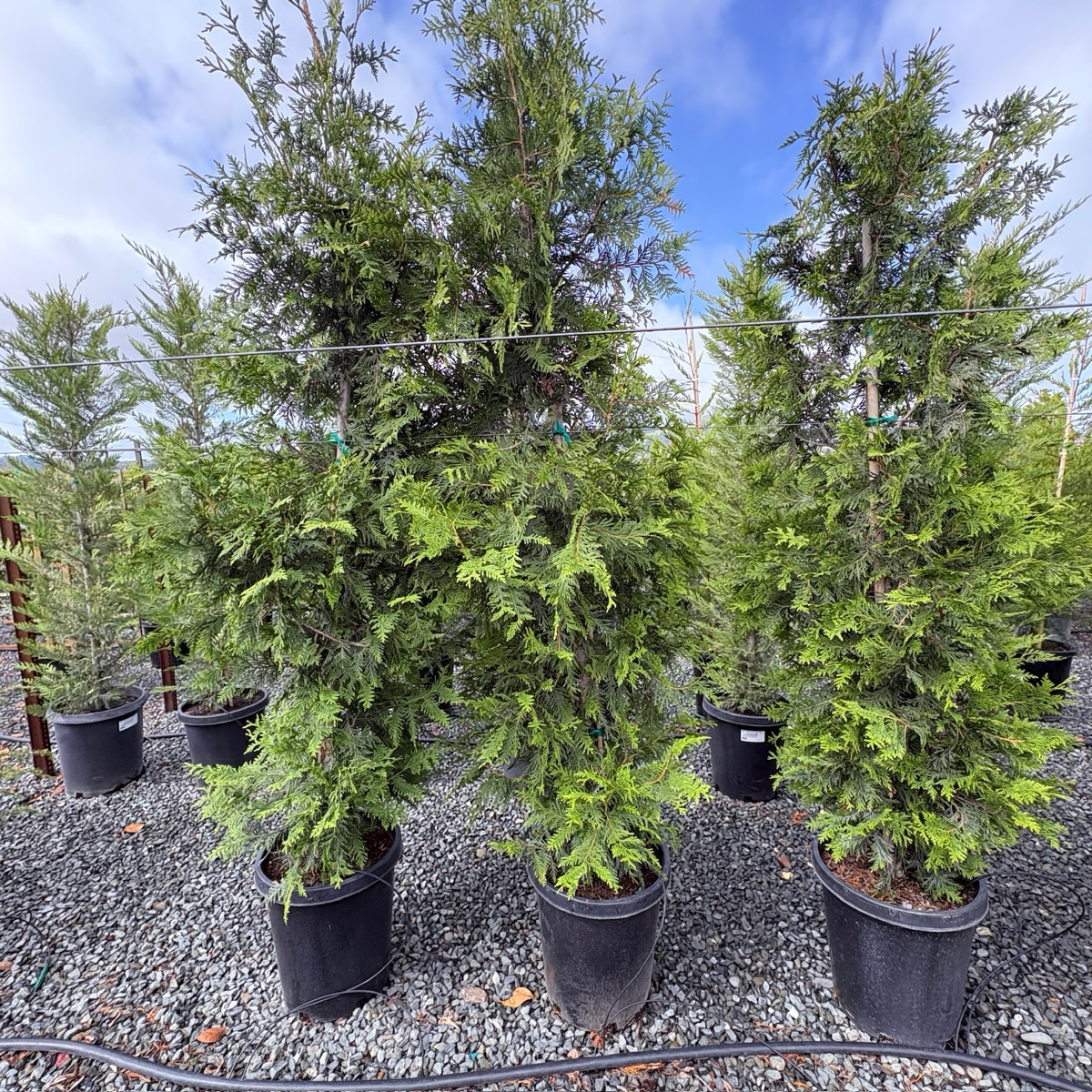 Green Giant Western Red Cedar