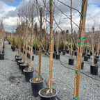 Spring Snow Flowering Crabapple