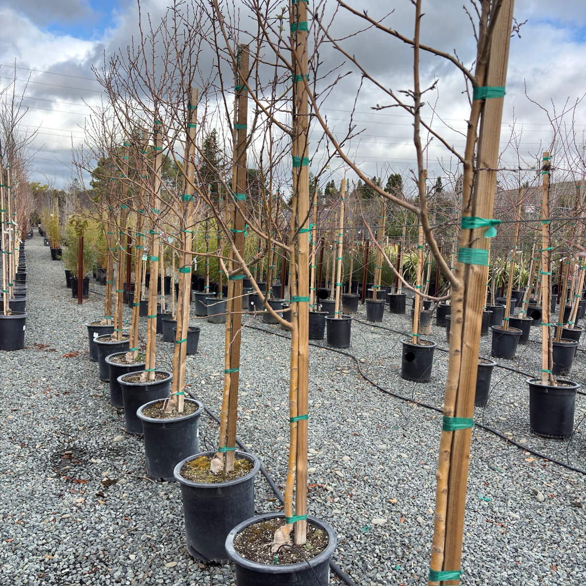 Spring Snow Flowering Crabapple