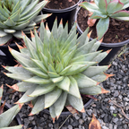 Spiral Aloe