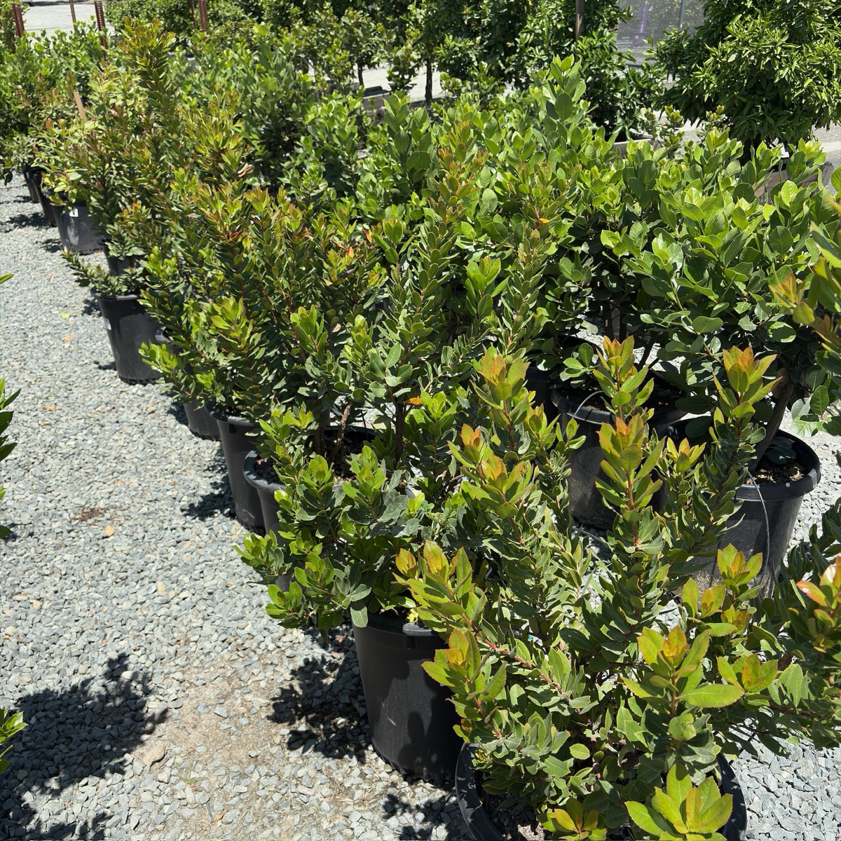 Strawberry Tree