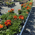 Giant Red Bronze Treasure Flower