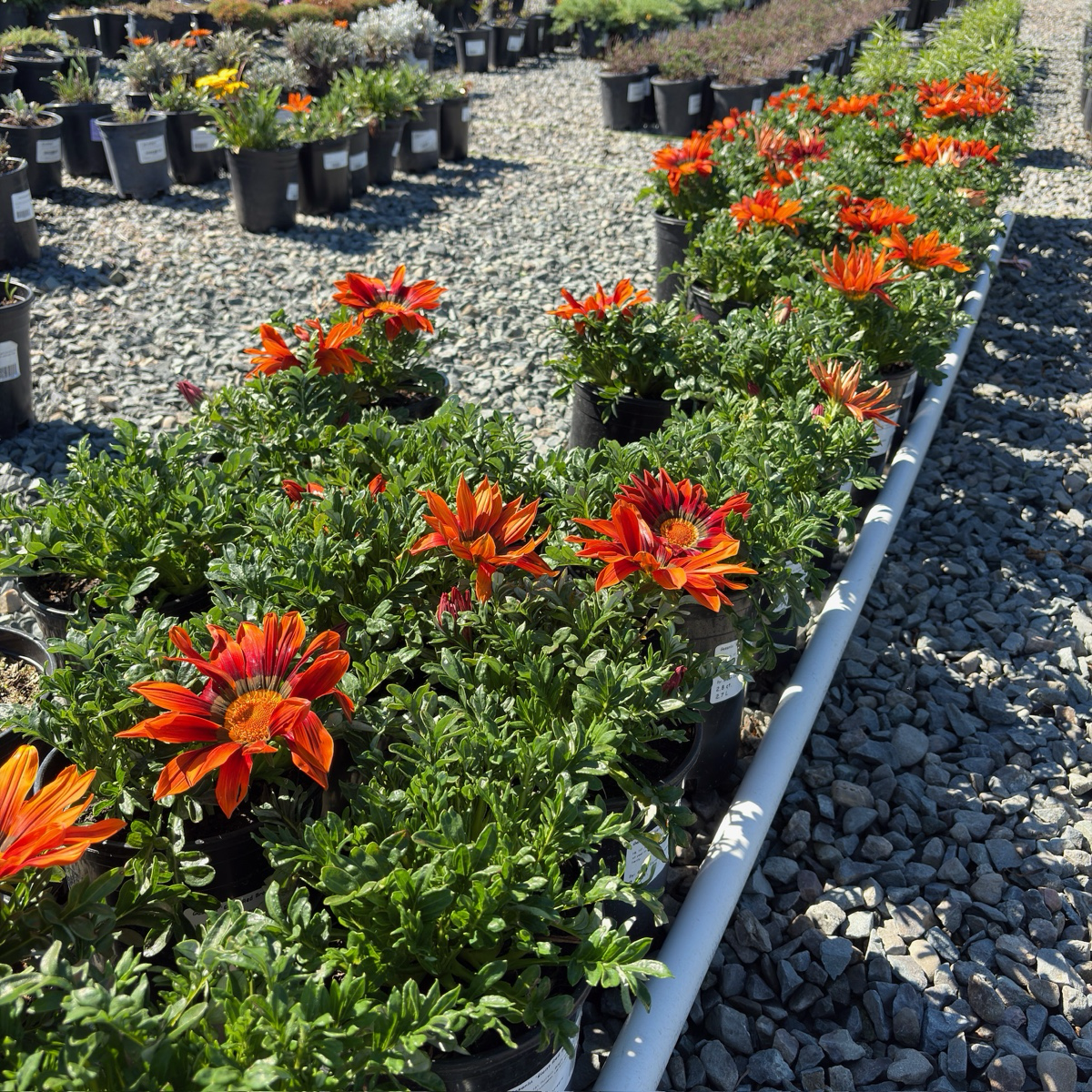 Giant Red Bronze Treasure Flower