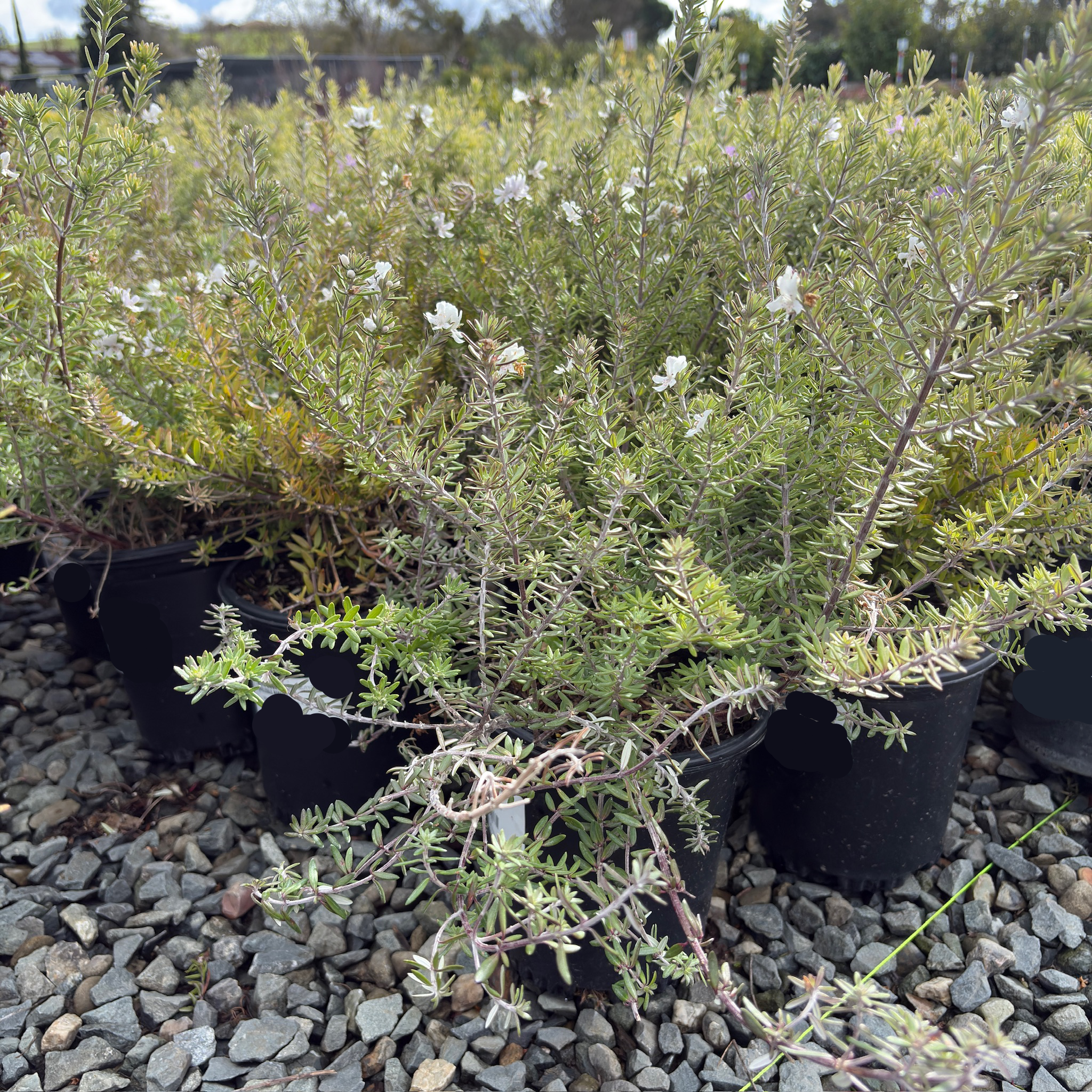 Coast Rosemary