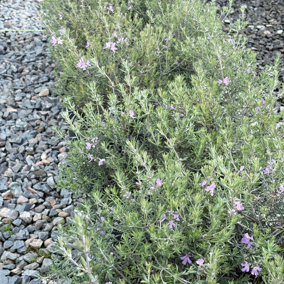 Wynyabbie Gem Coast Rosemary | Compact Lilac-Flowering Evergreen