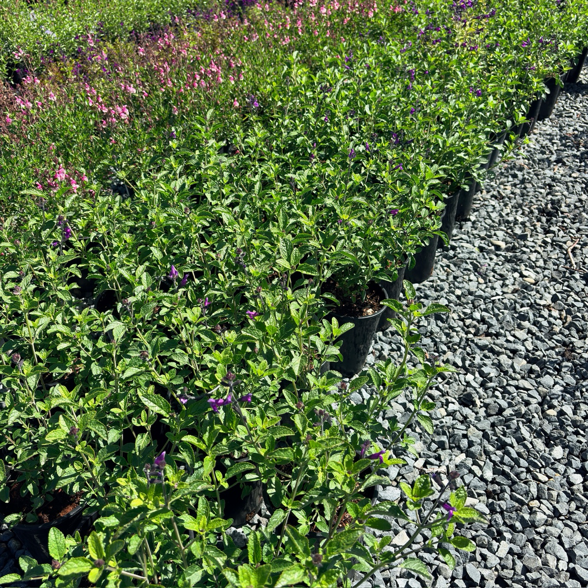 Blue Velvet Sage