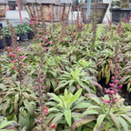 Illumination Raspberry Foxglove