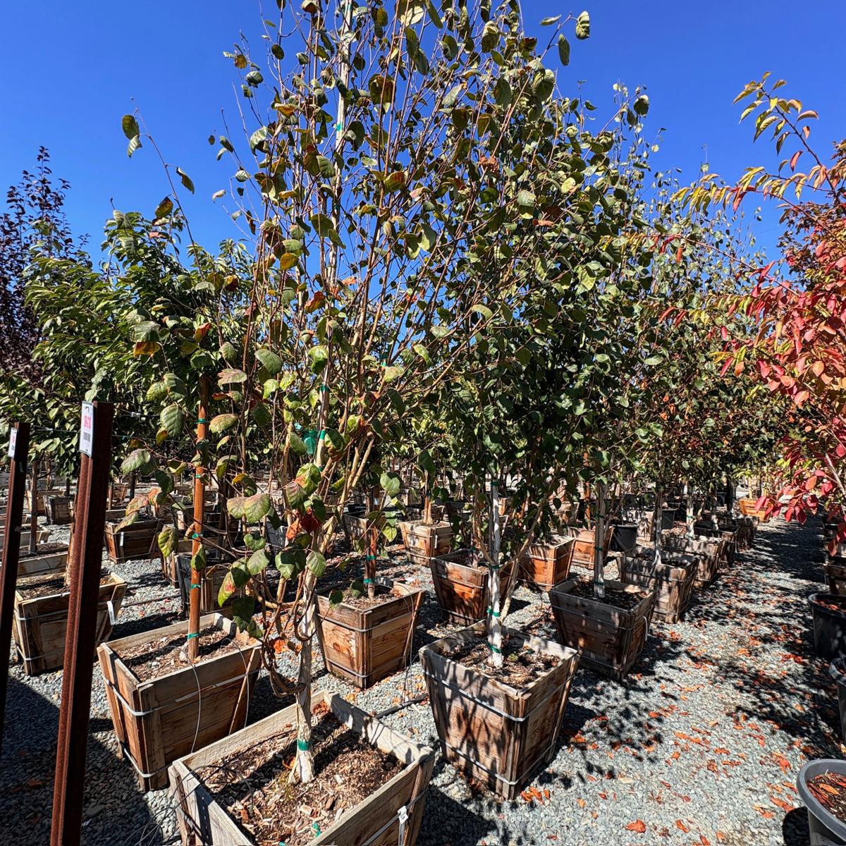 Himalayan Birch