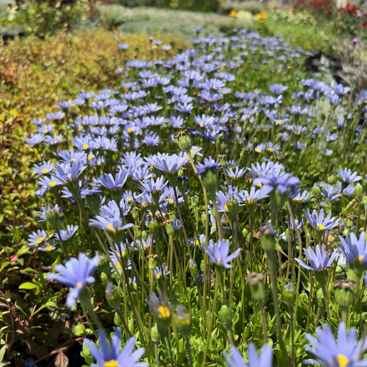 Blue Daisy