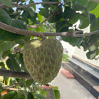 Honeyheart Cherimoya