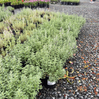 Catmint