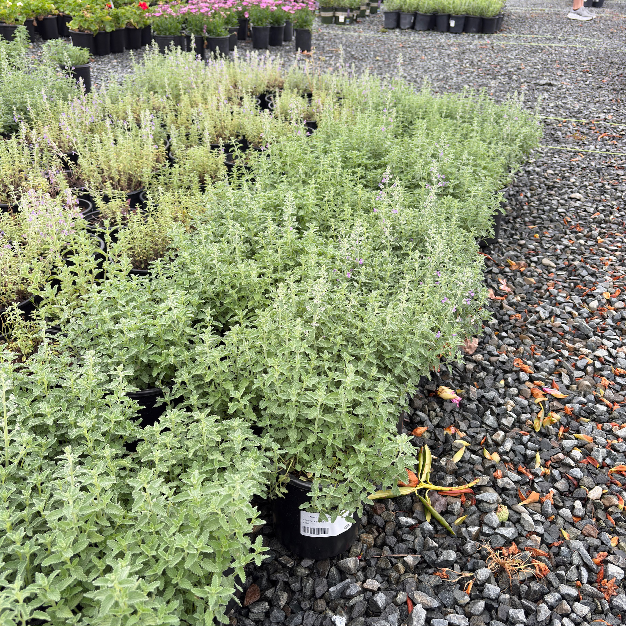 Catmint