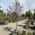 Purple Pony Flowering Plum