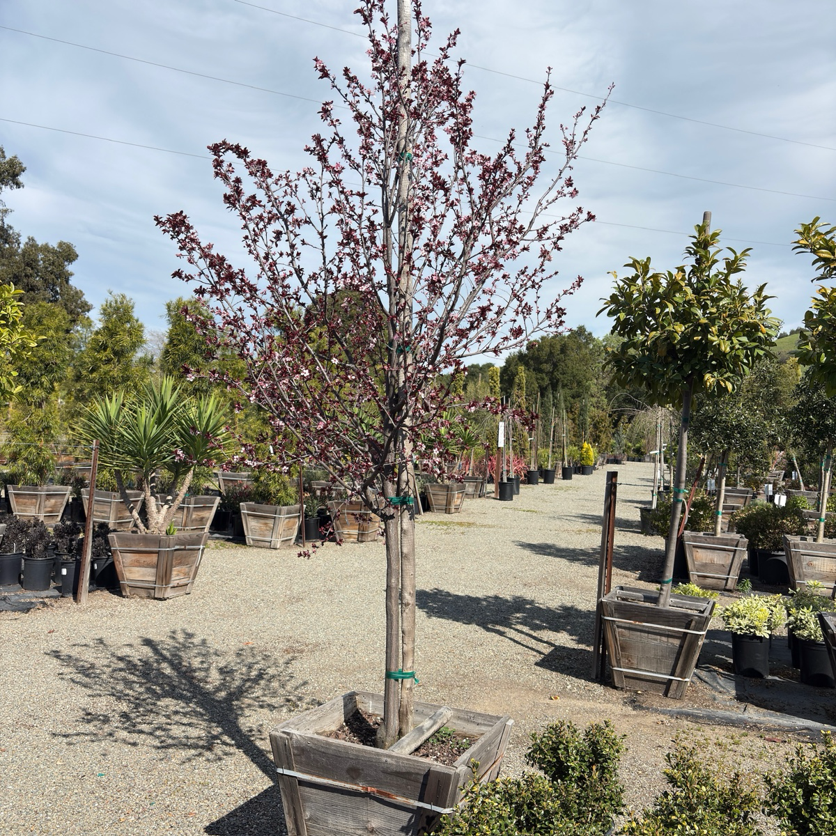 Purple Pony Flowering Plum