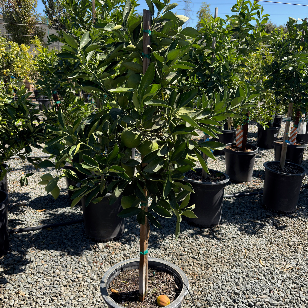 Lane Late Navel Orange Tree