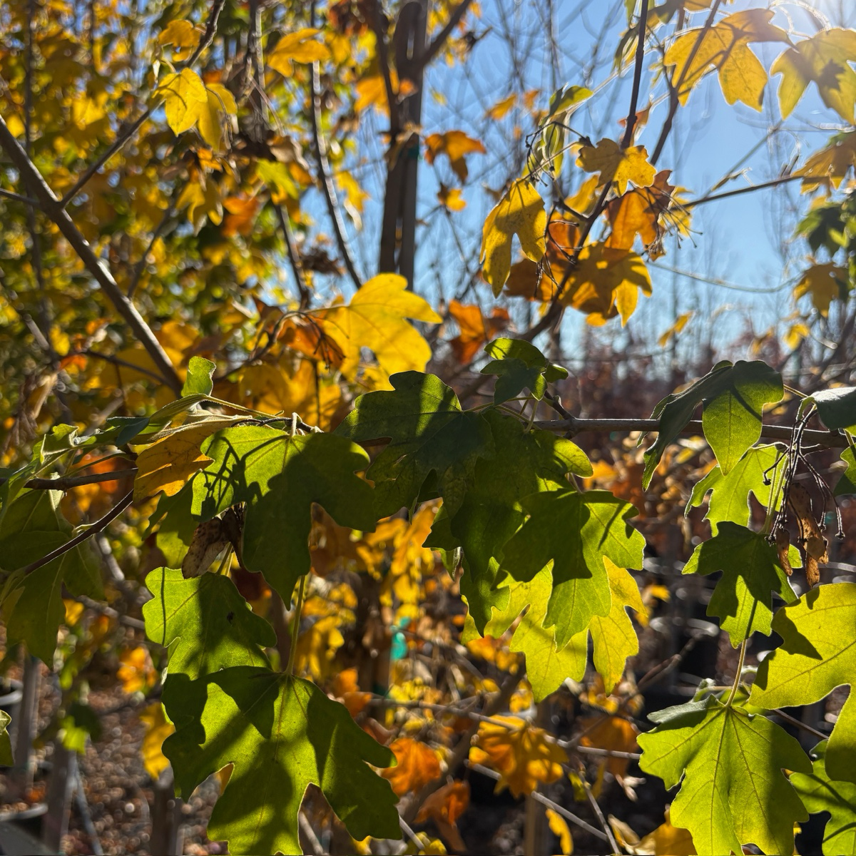 Bigleaf Maple