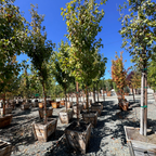 October Glory Red Maple