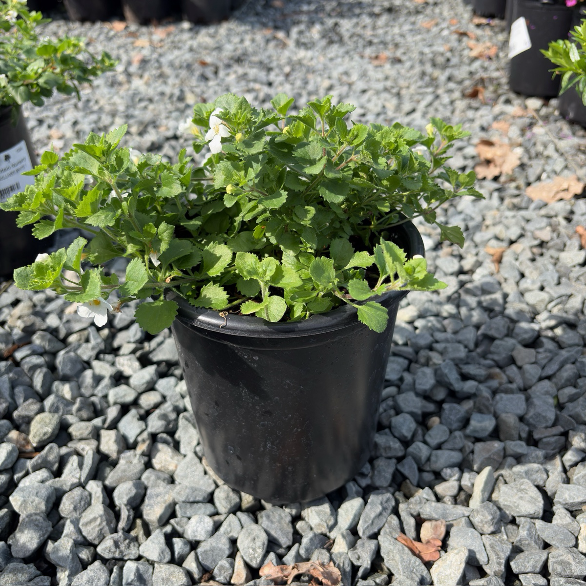 Bacopa
