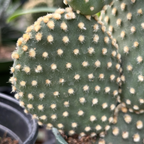 Gold Spine Prickly Pear Cactus