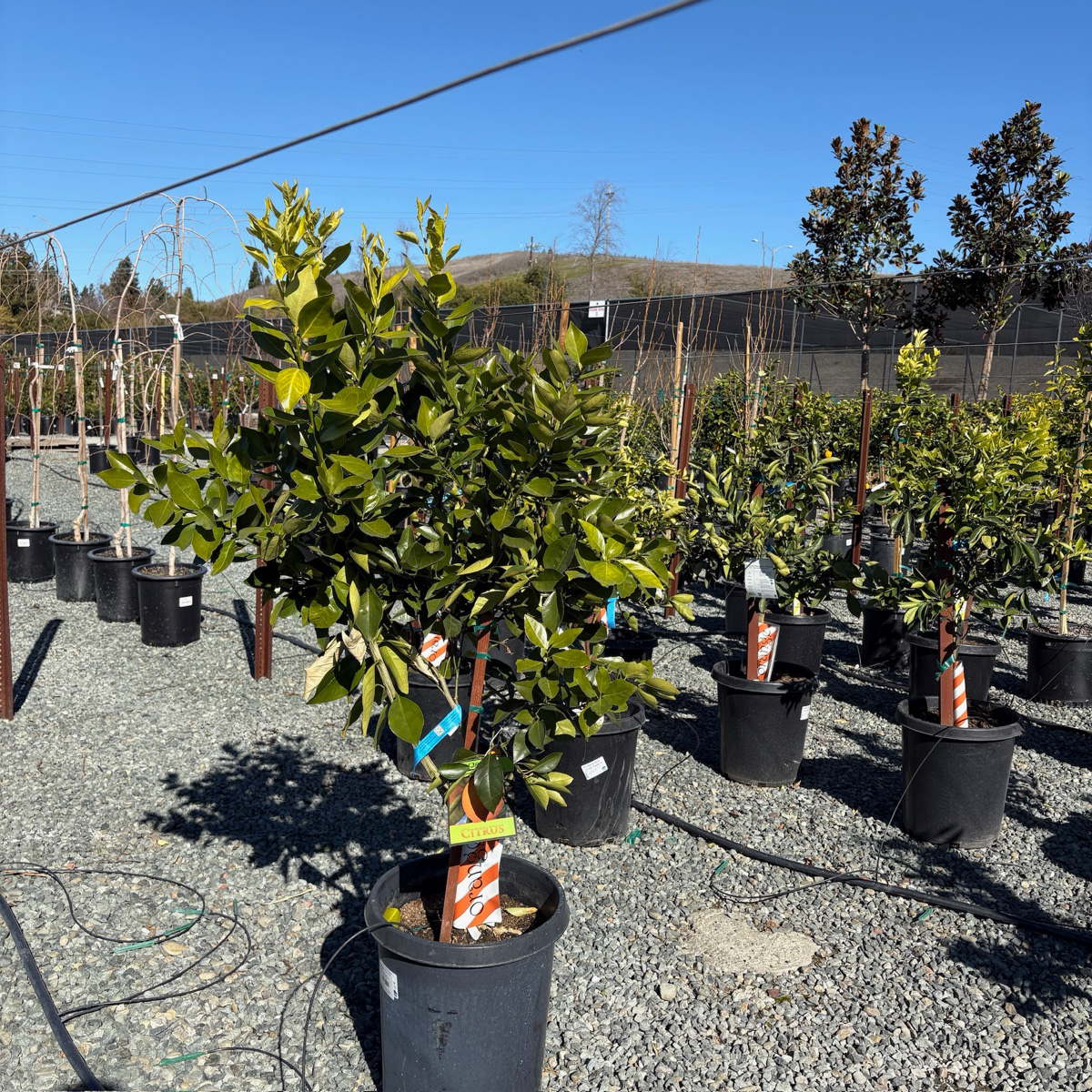 Midnight Valencia Orange