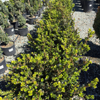 Winter Gem Boxwood