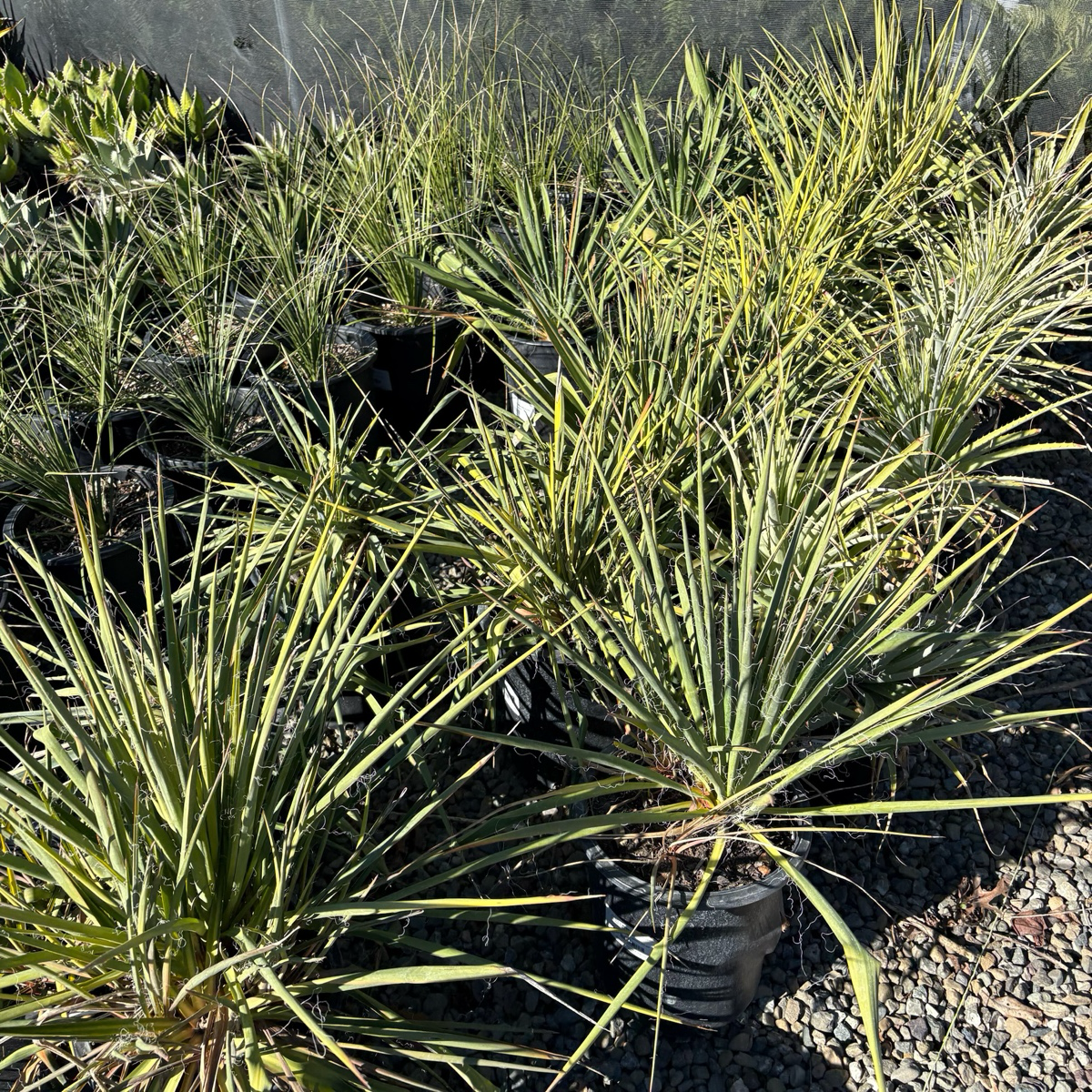 sword plant succulent Golden Sword Needle Palm