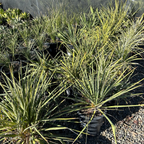 Golden Sword Needle Palm