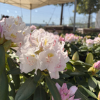 Album Catawba Rhododendron