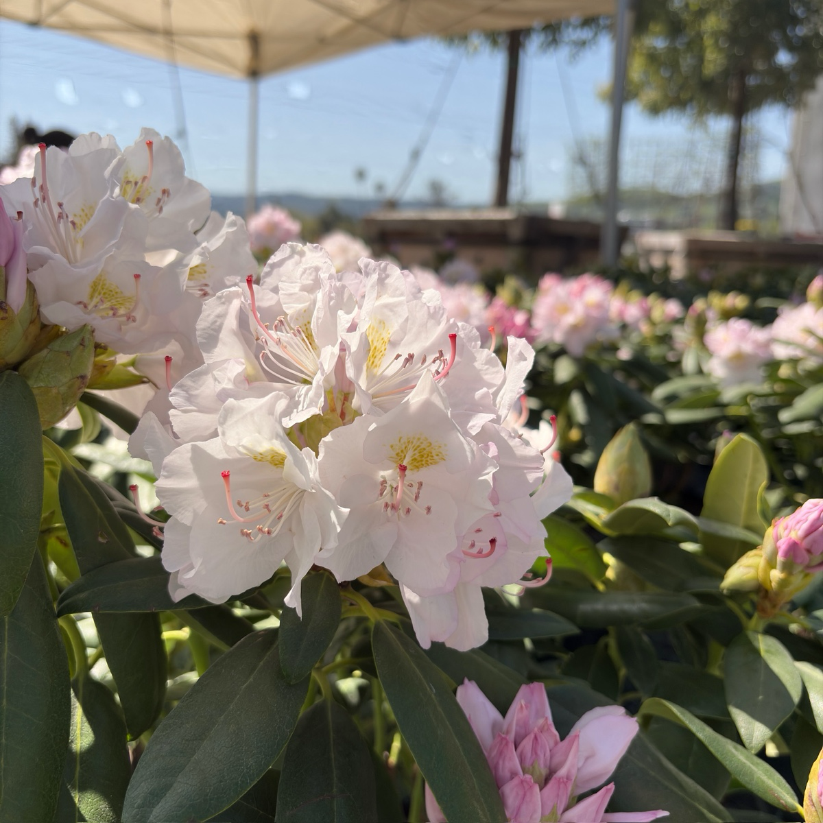 Album Catawba Rhododendron