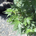 Tobiosho Japanese Maple