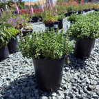 Lemon Thyme