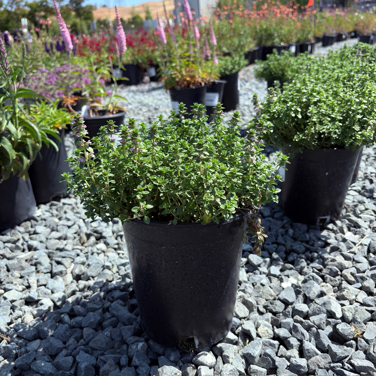 Lemon Thyme