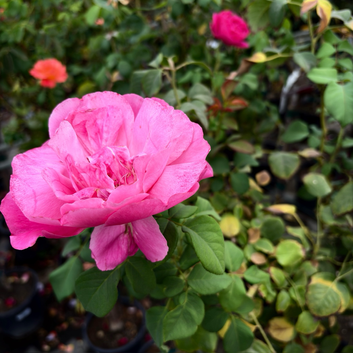 Grande Dame Rose