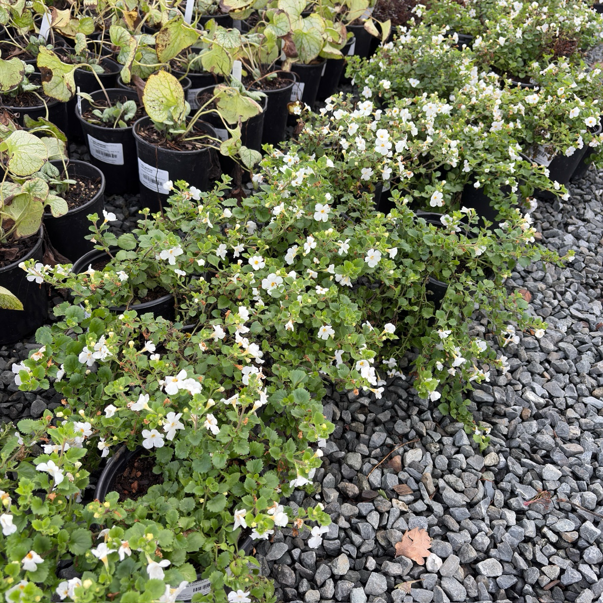 Bacopa