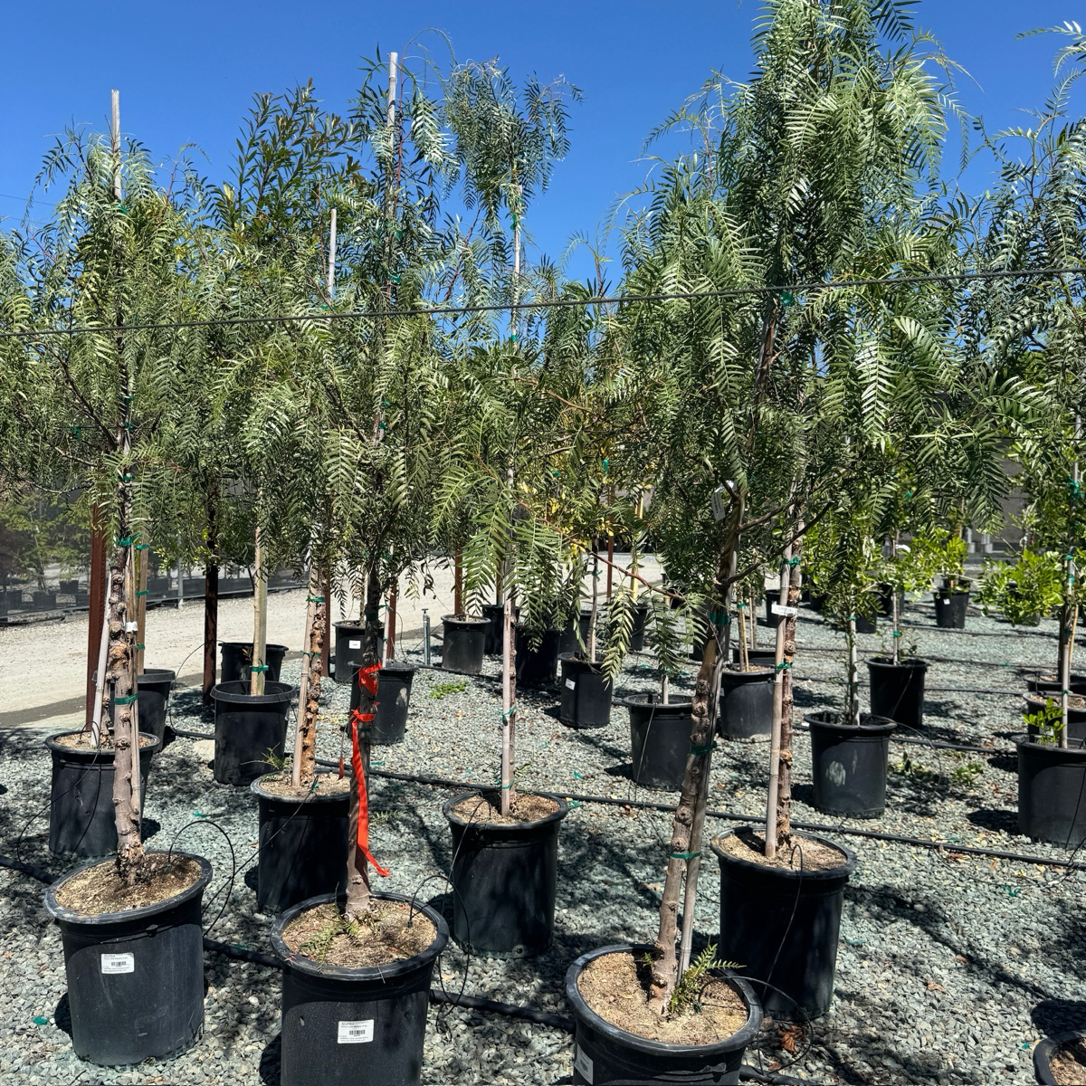 California Pepper Tree