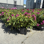 Roseum Elegans Rhododendron