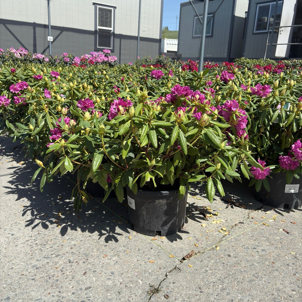 Roseum Elegans Rhododendron