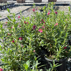 Jelly Bean Monkeyflower