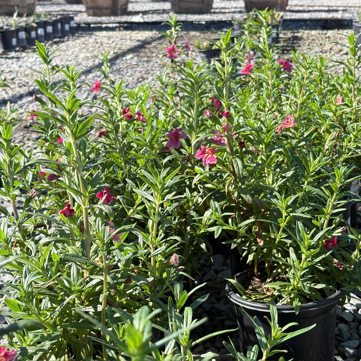 Jelly Bean Monkeyflower