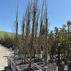 Upright European Hornbeam
