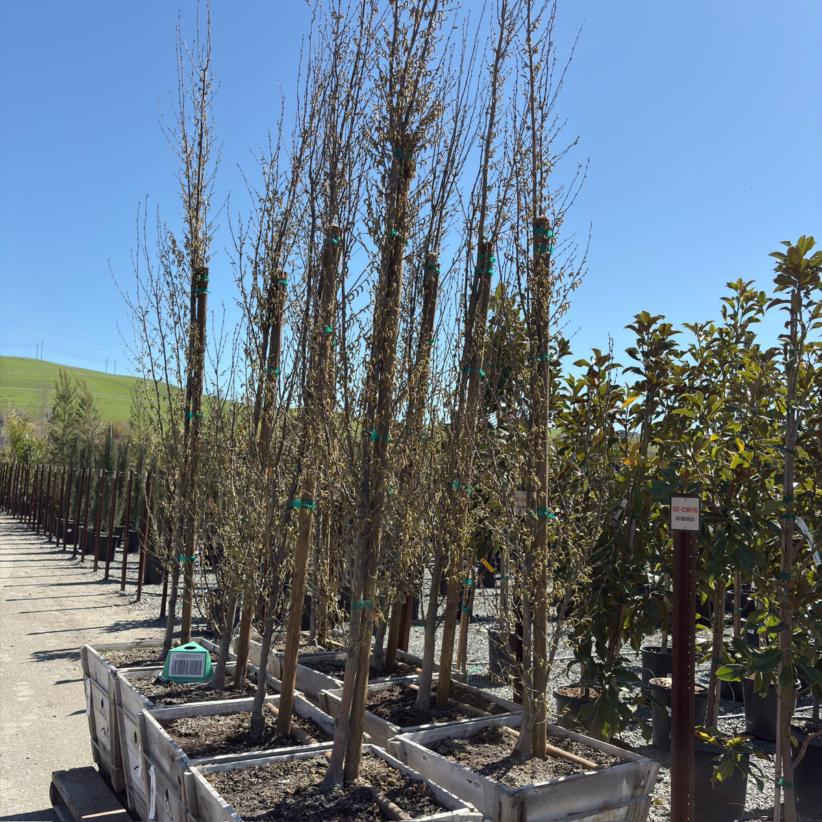 Upright European Hornbeam