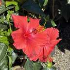 Single Red Hibiscus