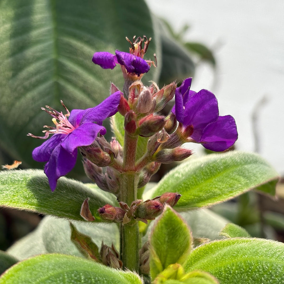 Silver Leafed Princess Flower